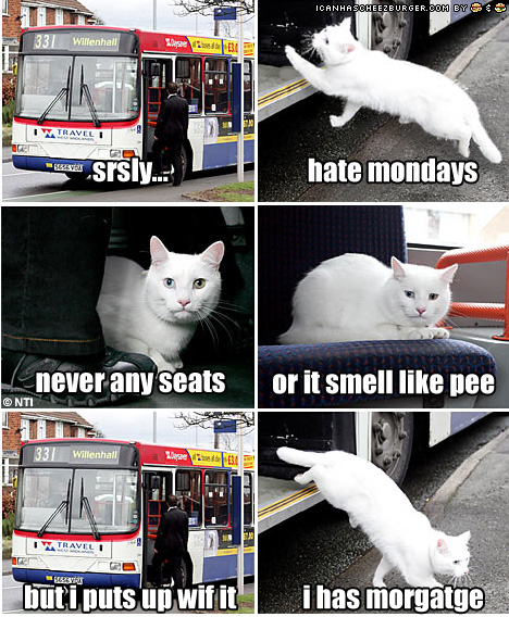Cat Driving Bus
