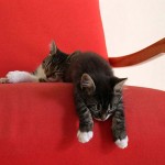 enhanced-buzz-10441-1332966664-0 (50 awkward cat sleeping positions, yes 50!!)