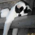 enhanced-buzz-13412-1334180397-11 (50 awkward cat sleeping positions, yes 50!!)