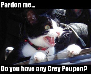 lolcat-greypoupon