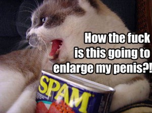 lolcat-spam