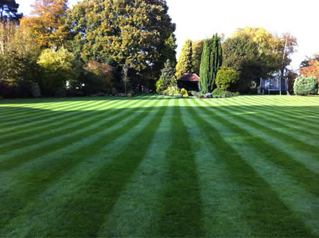 striped_lawn