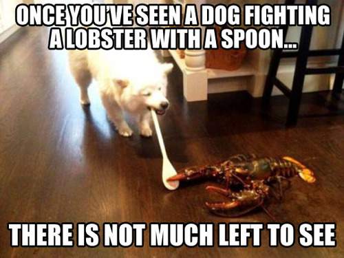 dog_fighting_a_lobster_with_a_spoon