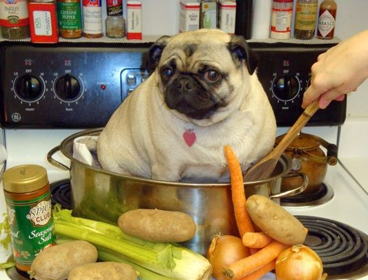 cook-pug