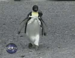 cute-penguin-rescued-backpack-Japan