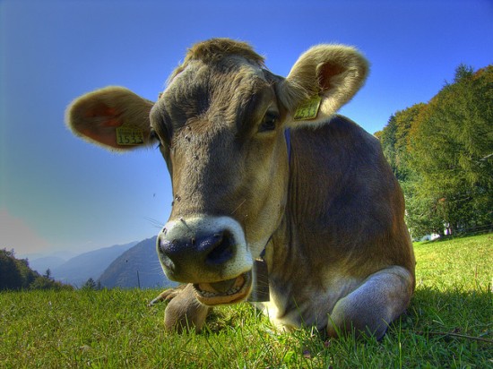 Swiss-cow