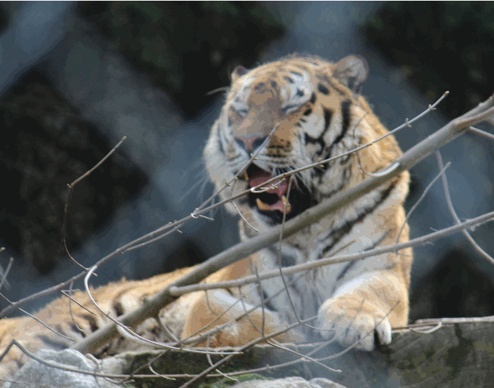 tiger-yawn