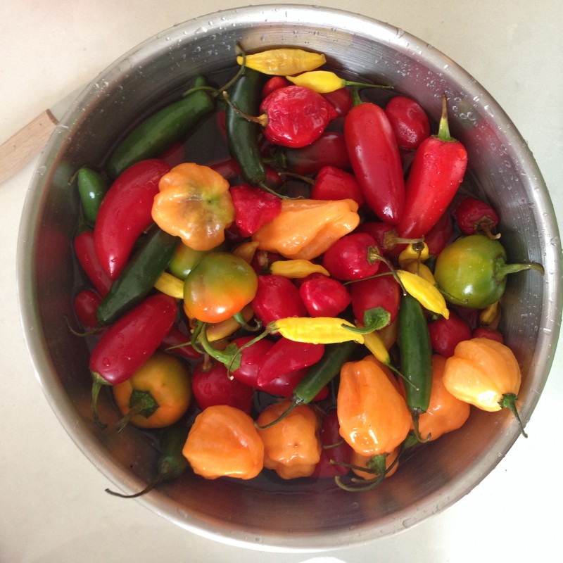 hot-sauce-peppers