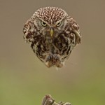 Anti-gravity Owl