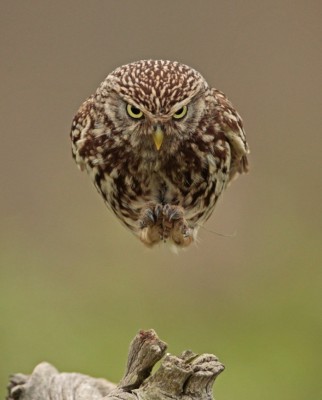 Anti-gravity Owl