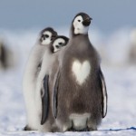 Penguins are love