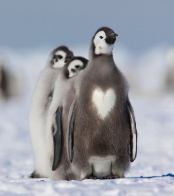 Penguins are love