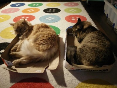 catbeds