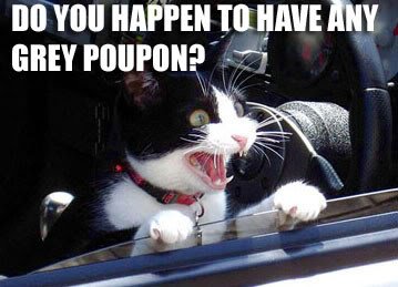 catgreypoupon.jpg