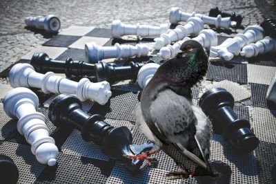 pigeon-chess