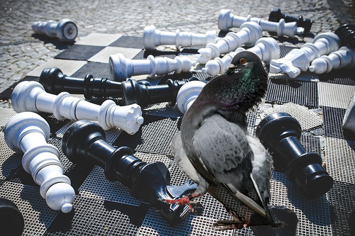 https://www.flubu.com/blog/wp-content/uploads/2016/06/pigeon-chess.jpg