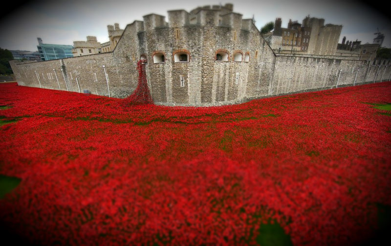 tower-poppies