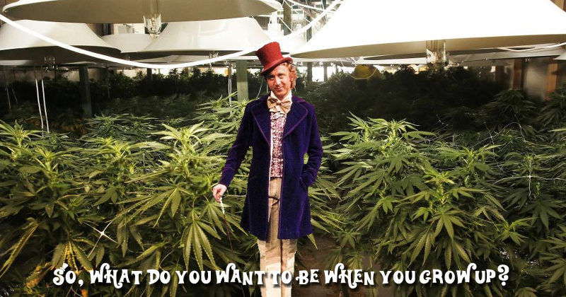 weedy-wonka